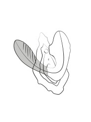 ROMP by Womanizer - Reverb Dubbel Plezier 2 in 1