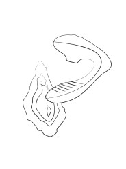 ROMP by Womanizer - Reverb Dubbel Plezier 2 in 1