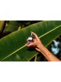 EOL Morning Glow Feromonen Parfum Vrouw - 50 ml