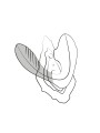 ROMP by Womanizer - Reverb Double Pleasure 2 in 1